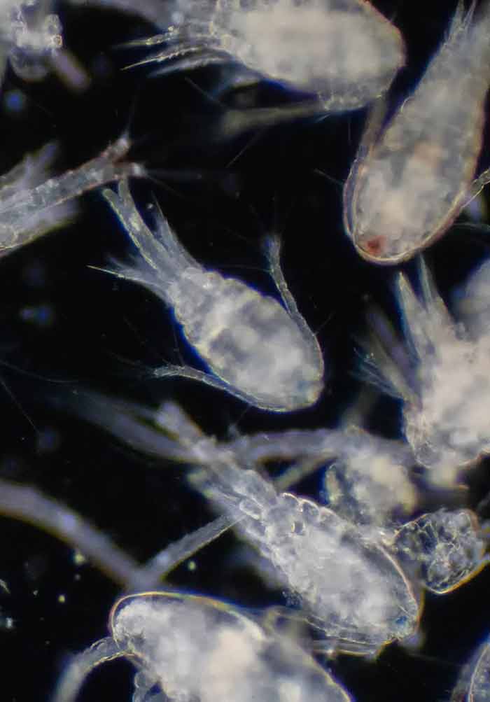 Plankton: Environmental and Economic Importance for a Sustainable Future |  IntechOpen