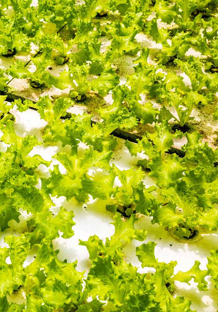 How to Adjust pH Of Hydroponic Nutrient Solution - NoSoilSolutions