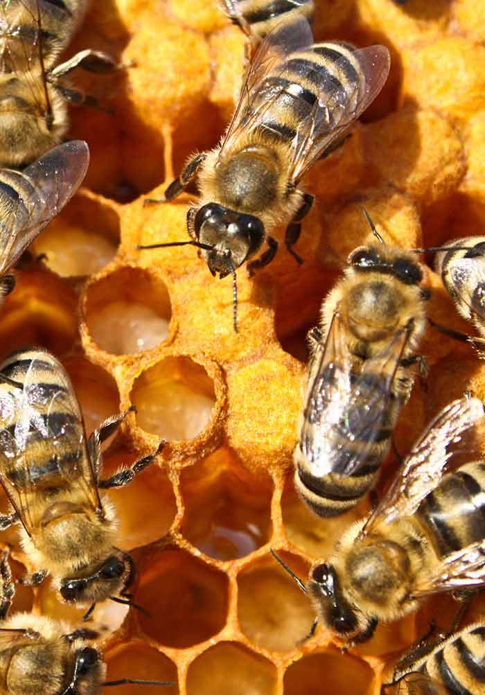 The hexagonal shape of the honeycomb cells depends on the construction  behavior of bees