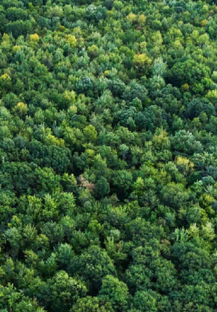 Forests with multiple tree species are 70% more effective as carbon sinks  than monoculture forests