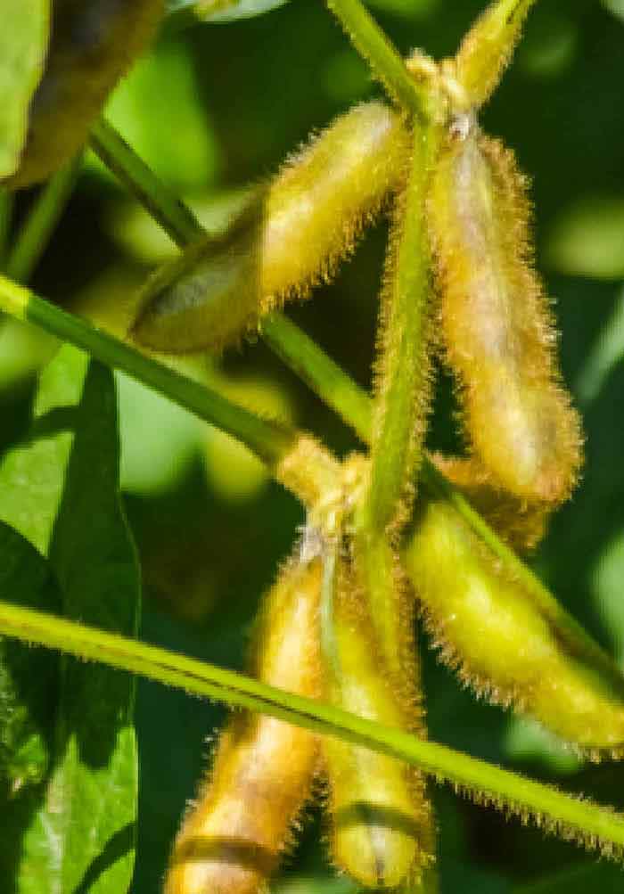 Soybean Seed Production and Nitrogen Nutrition
