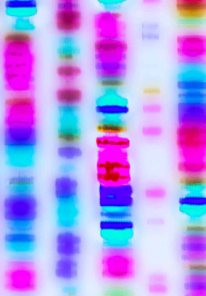 Genetic Engineering and Cloning: Focus on Animal Biotechnology | IntechOpen