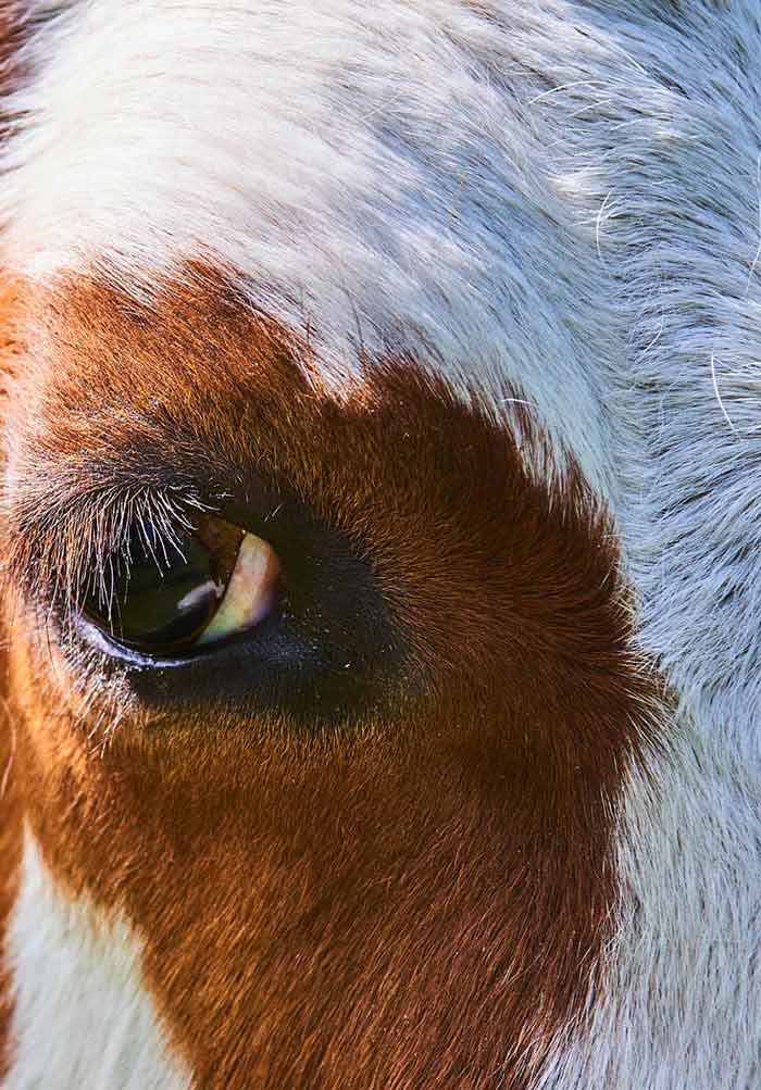 Farm Animals Diseases, Recent Omic Trends and New Strategies of Treatment |  IntechOpen