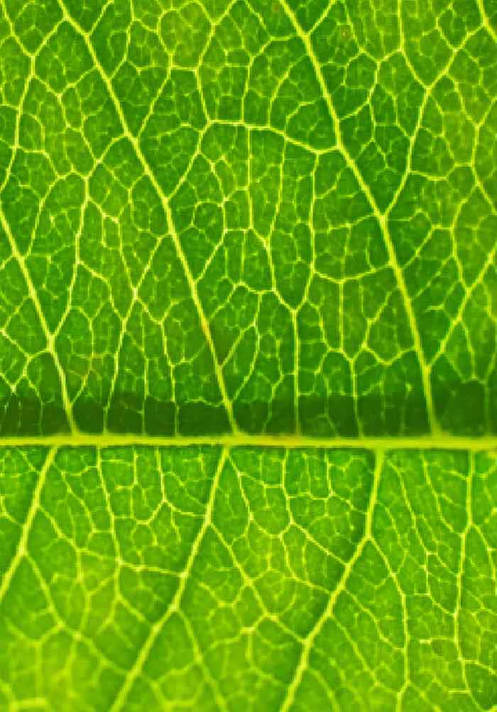 How Does Chloroplast Protect Chlorophyll Against Excessive Light