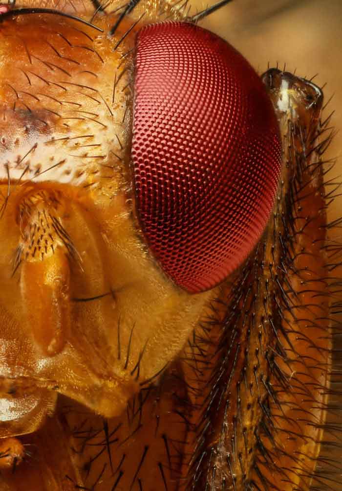 Melanogaster drosophila Drosophila melanogaster