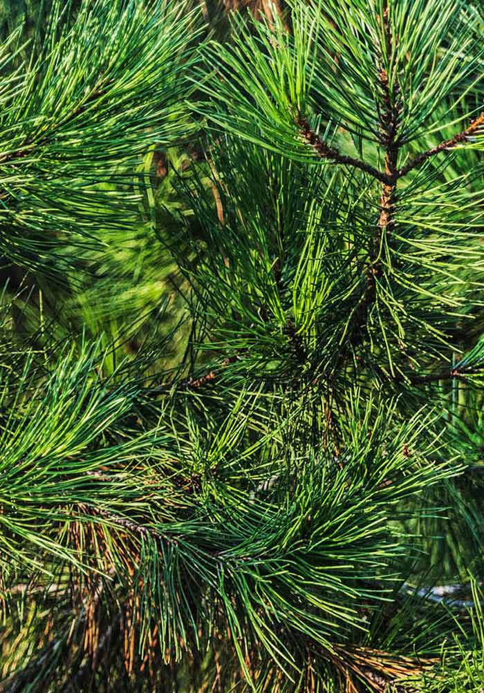Хвойная 10. Pinus densiflora 'Kim'. Pinus contorta. Pinus Sylvestris Ødegård. Pinus contorta 'Spaan's Dwarf'.