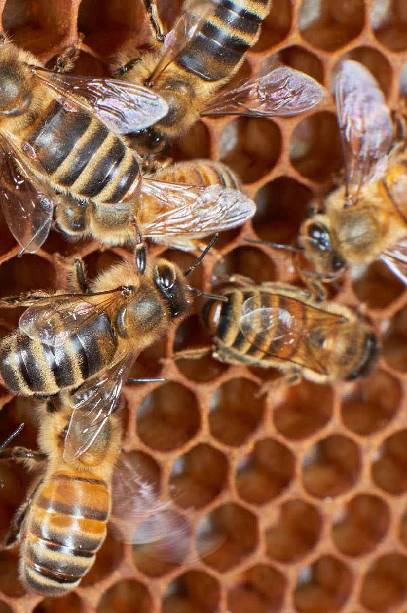 Impacts of Pesticides on Honey Bees | IntechOpen