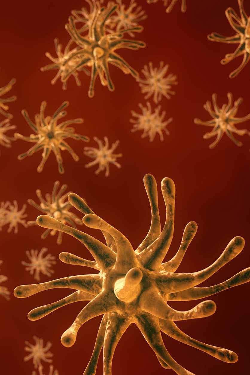 Alfa papillomavírusok A diagnosztika és a megelőzés eszközei