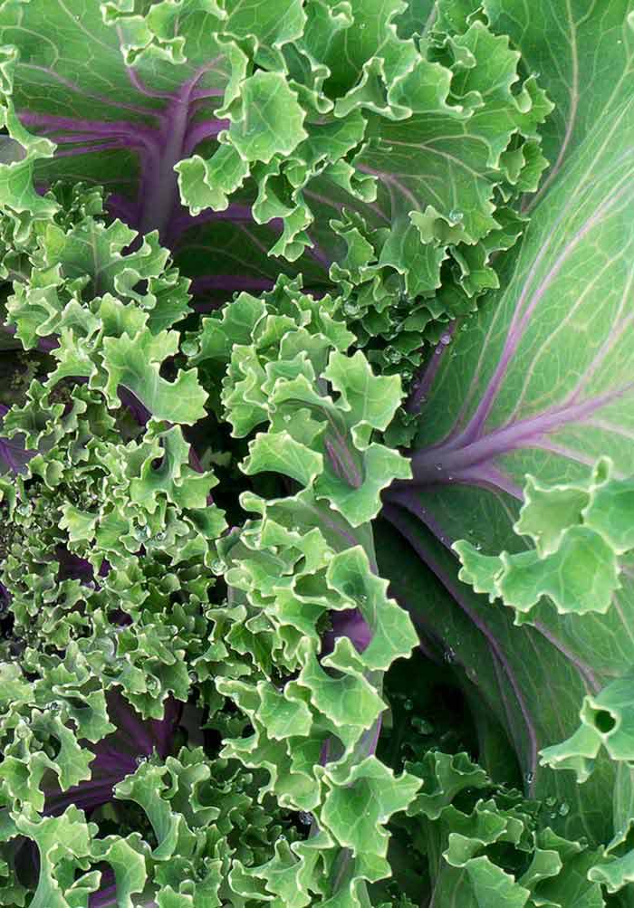 Econome râpe légumes curly veggies 