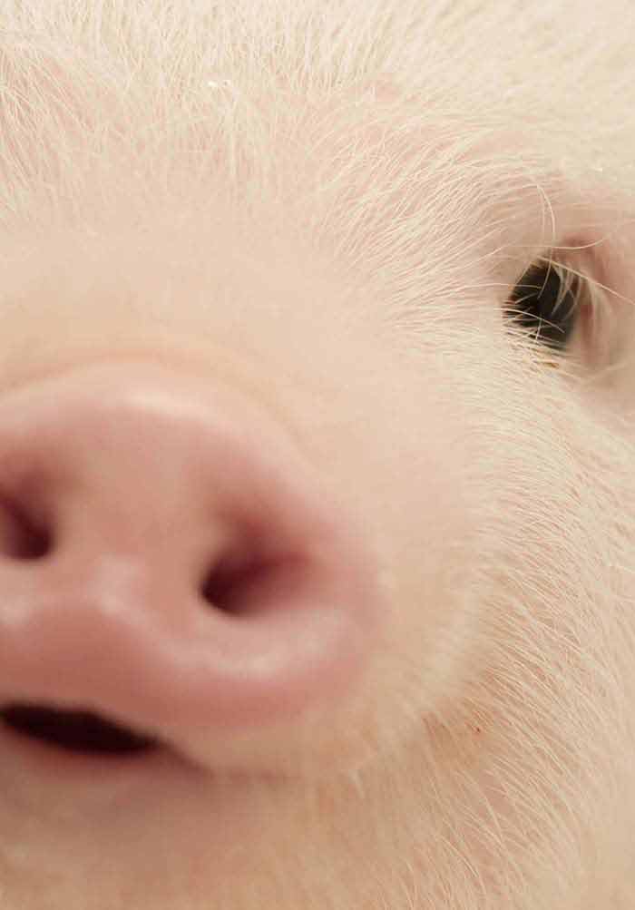 Tracing the Domestic Pig